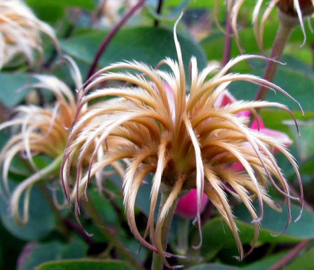 Clematis Seed Head.(WP)